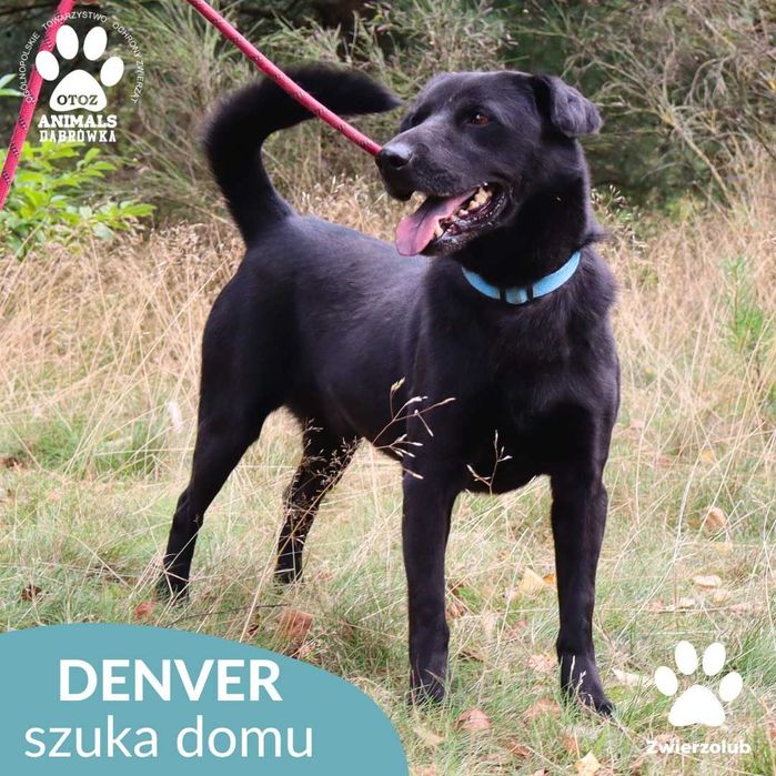 Denver szuka domu!