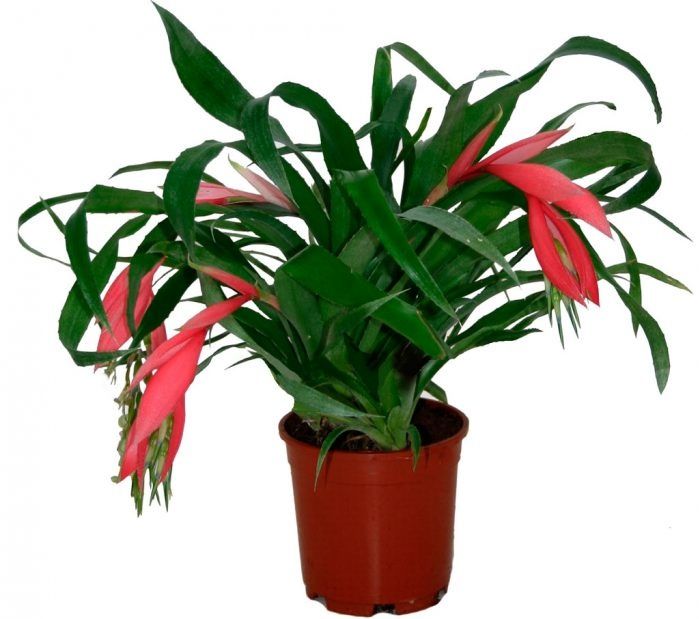 Кімнатні рослини