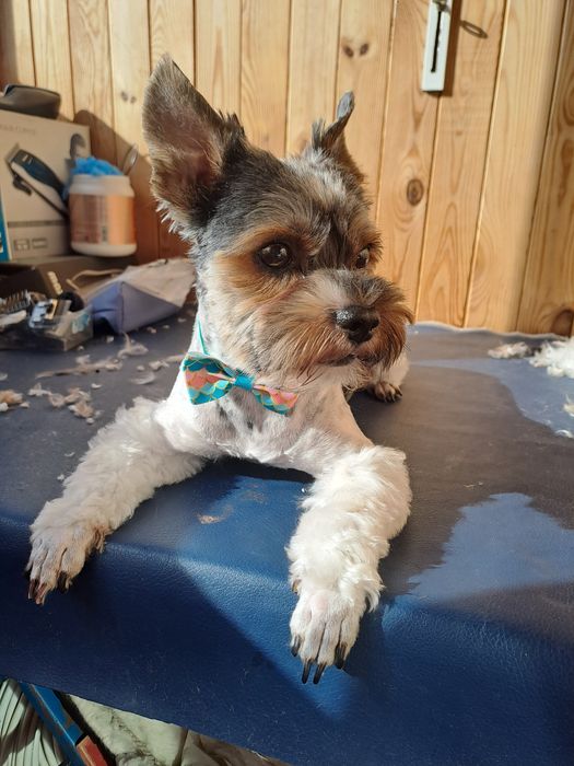 Бивер йорк для вязки