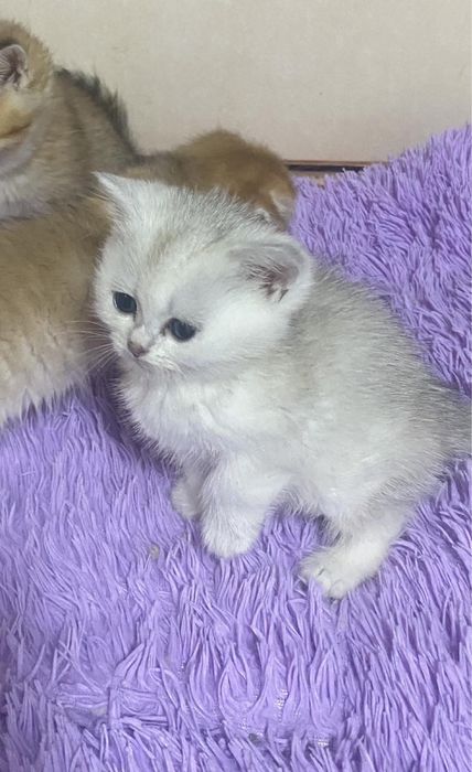 Кошенятка плюшеві ,від чистокровних батьків !