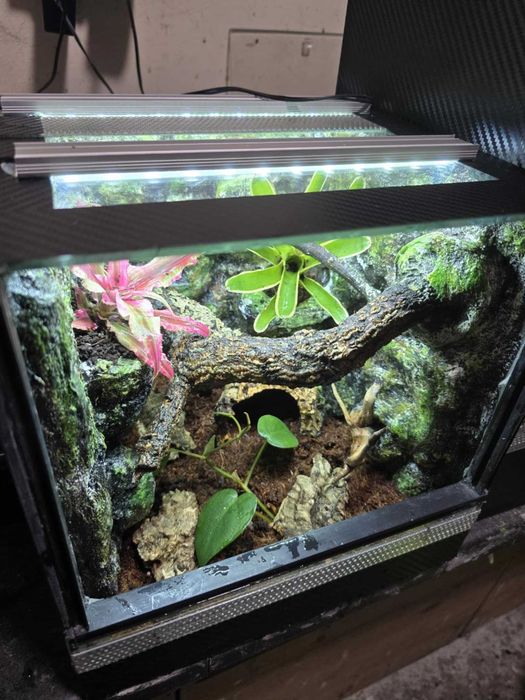 Terrarium tropikalne 25x25x25 dla ptasznika