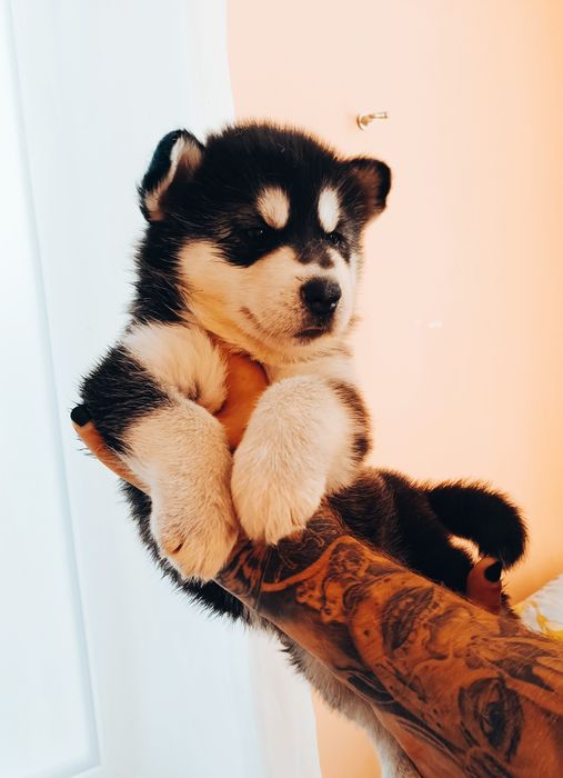 Красиві, чистокровні - хлопчик та дівчинка