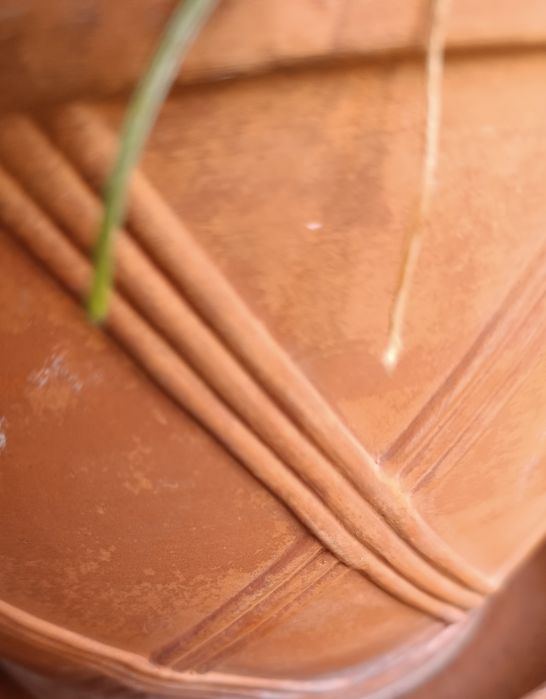 Planta leopardo em vaso de barro