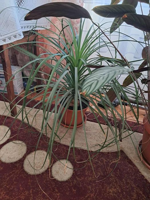 Nolina noga słonia piękna duża