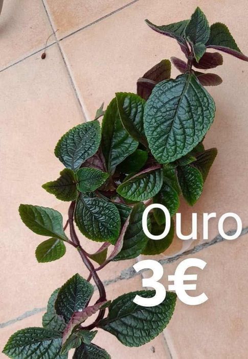 Ouro, incenso e mirra