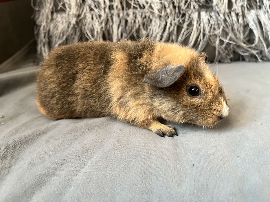 Świnki mordkie US Teddy - chłopaki, wysyłam II