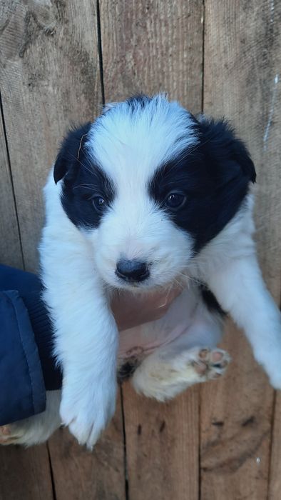 Suczka, piesek border collie, szczenię