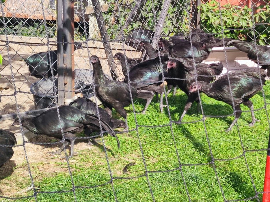 Sumatra kury i koguty ostatni kpl