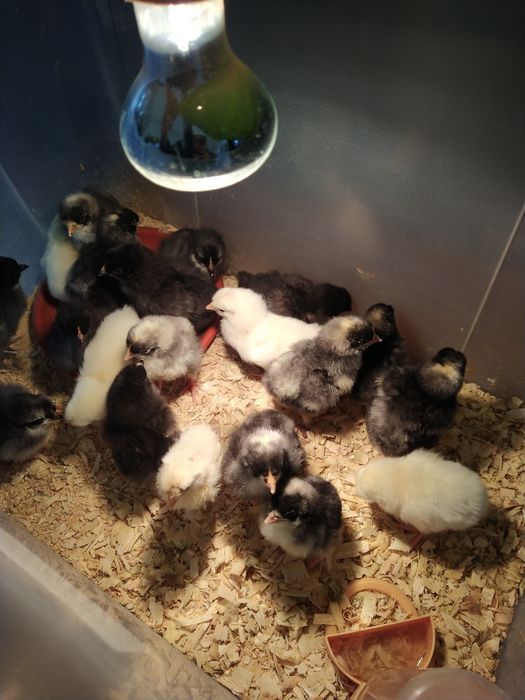 Ovos galados Ganso, Pato, Malines