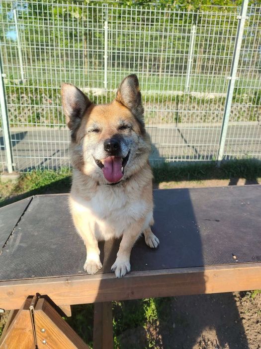 Seniorka Faustyna szuka domu!