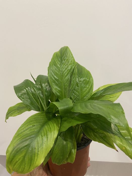 Спатифілум (жіноче щастя)