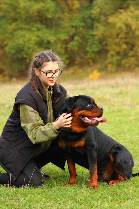 Ротвейлер ксу кобель