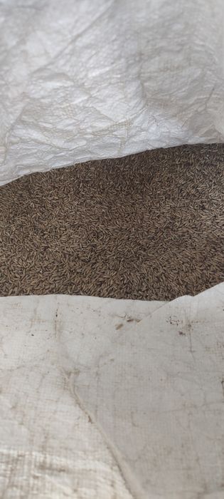 Żyto.   hybrydowe, pszenżyto,owies