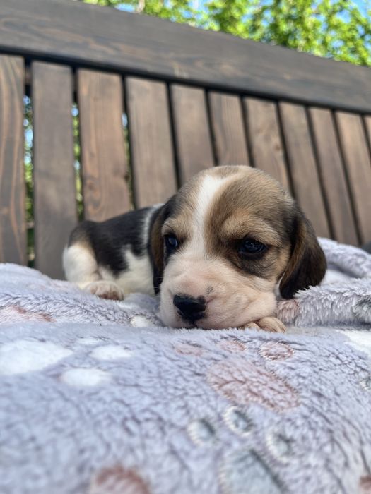Beagle tricolor chip