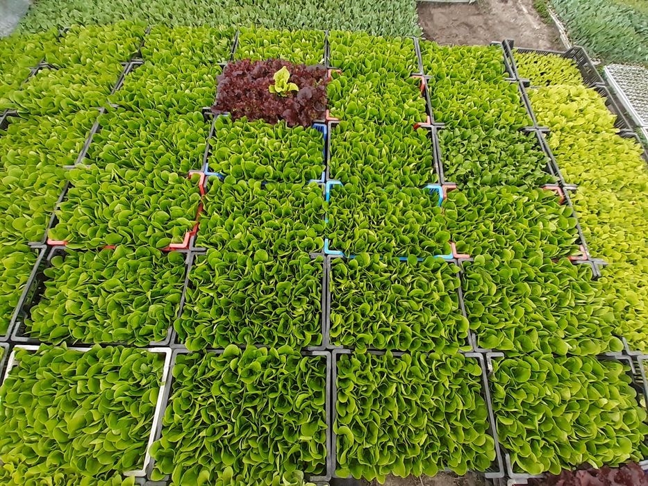 Sałata Sprinter Omega