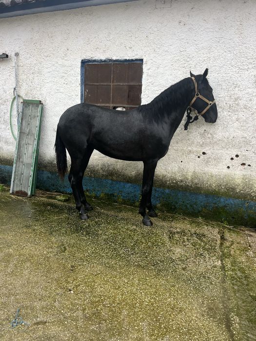 Pokdro cavalo 2 anos