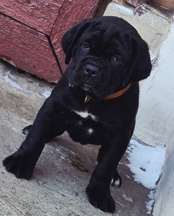 Mocne cane corso