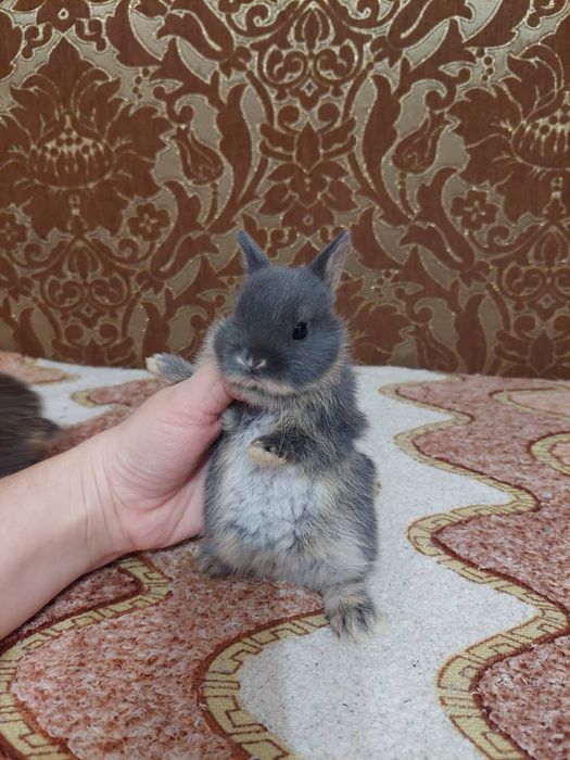 Декоративні нідерландські кролики