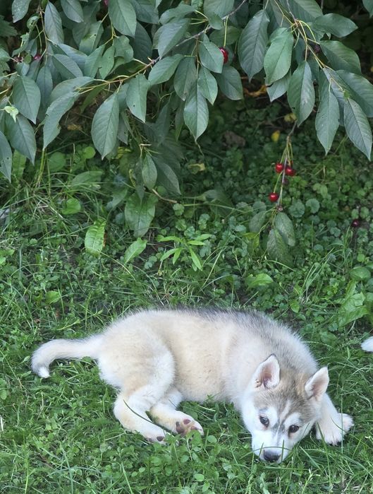 Siberian Husky wspaniałe maluchy!