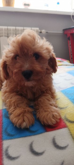 Cavapoo -wesola dziewczyna