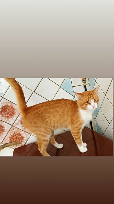 Отдам рыже-белого кота, 2 года