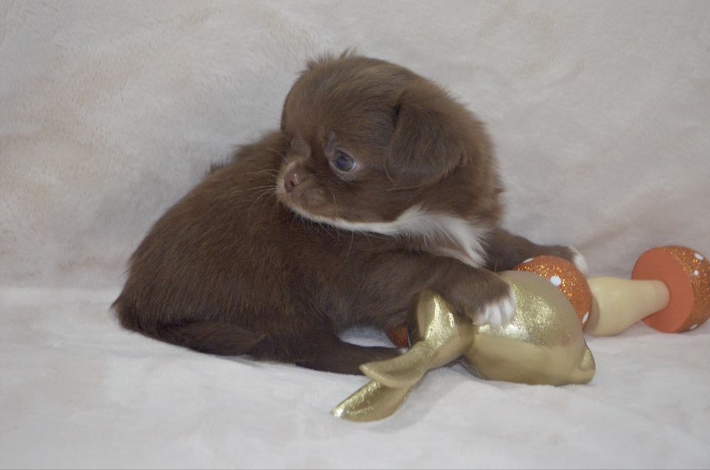 Chihuahua macho pelo comprido