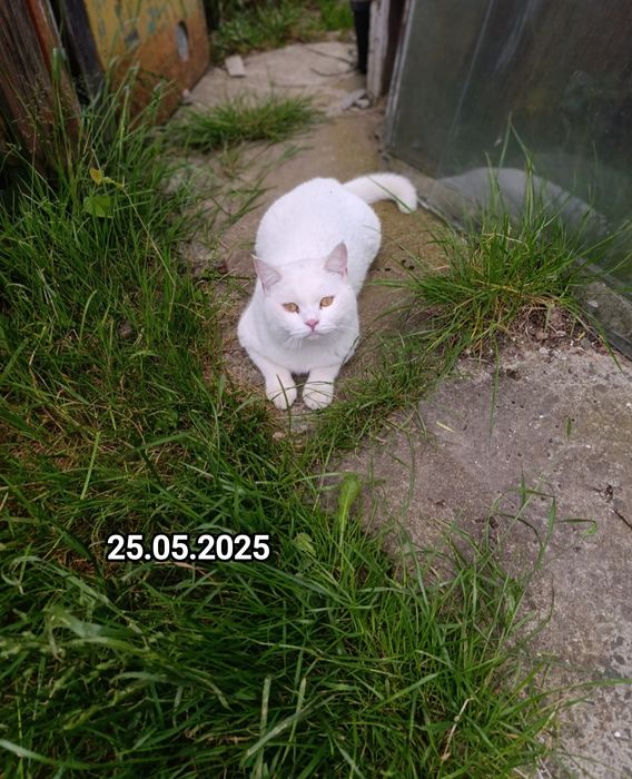 Ліквідація дівчата і хлопці