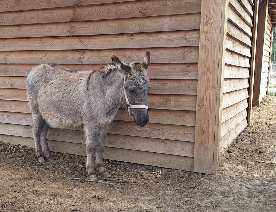 Osiołek do adopcji