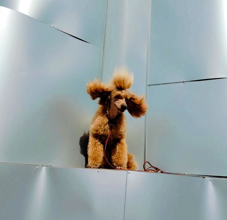 Вазка пудель мініатюра