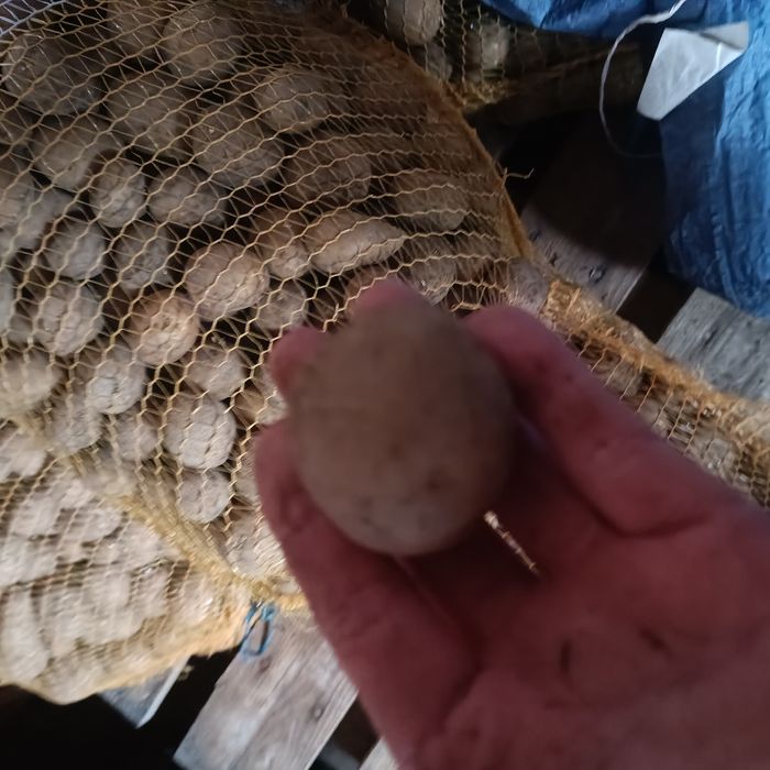 5 kg sadzeniaków kielkowane