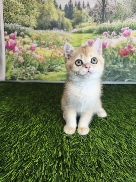 Золота шиншилла скотіш страйт