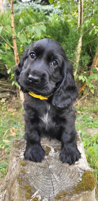 Cocker spaniel angielski gotowy do odbioru