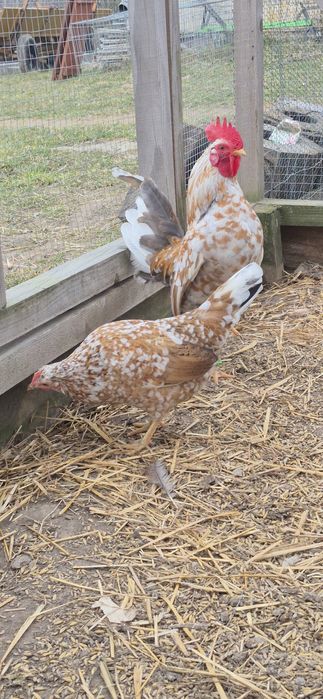 Sprzedam jajka lęgowe od liliputek małych kolorowych kurek