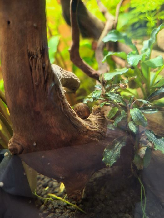 Caracóis Ramshorn