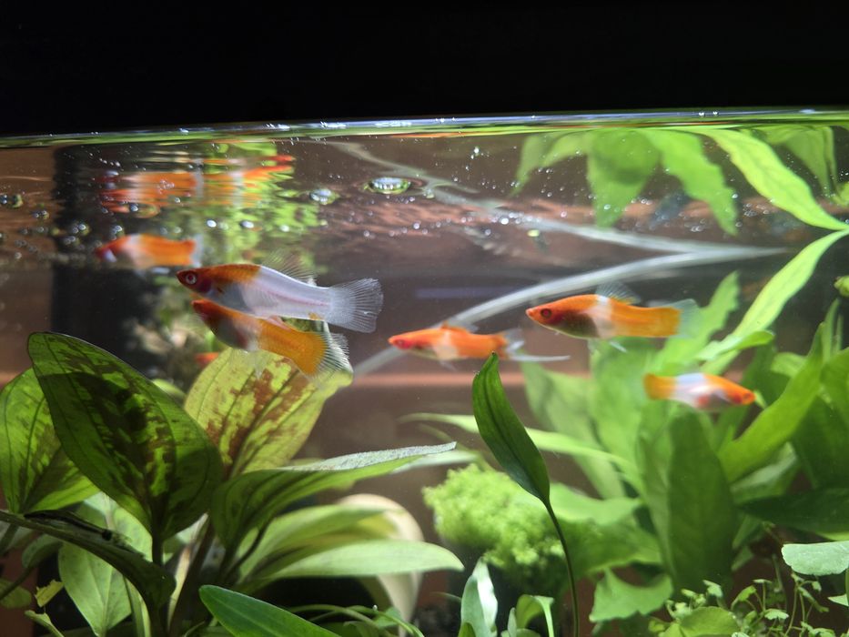 Mieczyk Koi - dorosłe