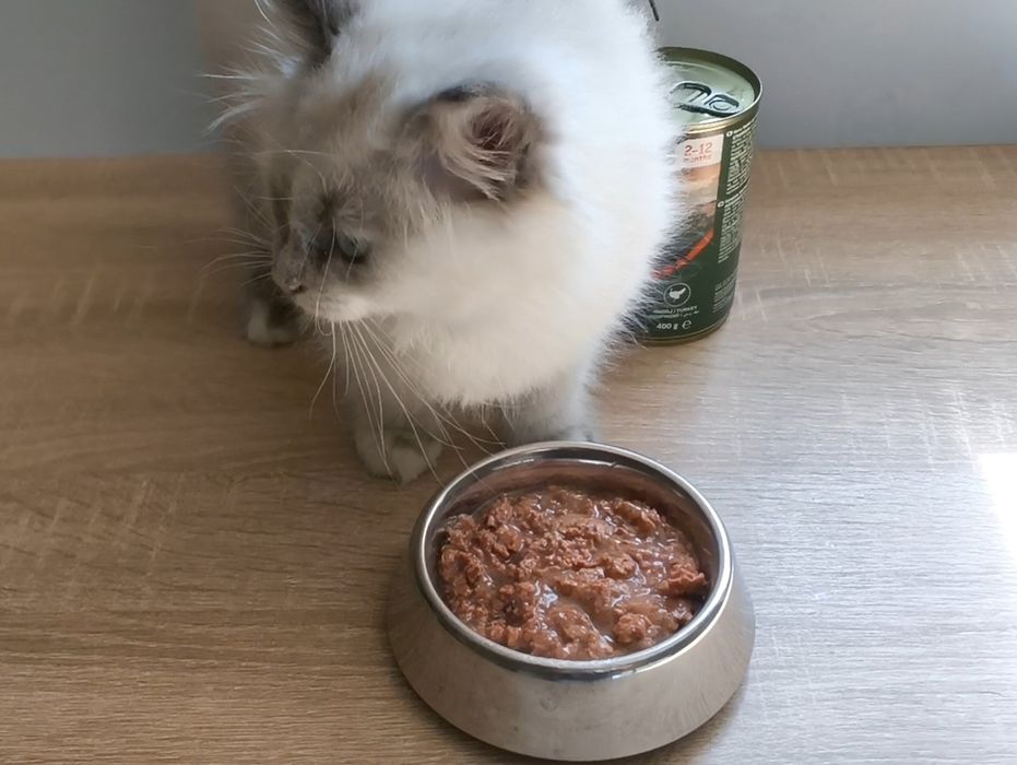 Кошенята/котенята регдол,невська маскарадна сільвер пойнт/silver point