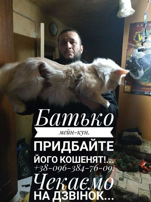Кошенята Мейн-Кунчики...4 -хлопця. Вік - 3 місяці.