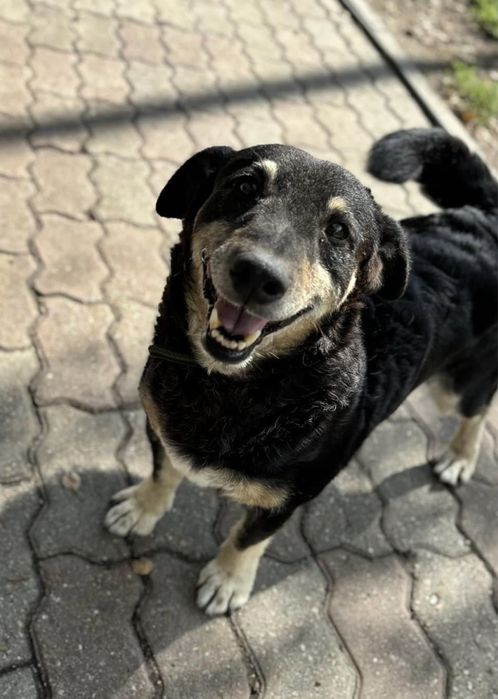 Marty senior do adopcji Kalisz Poznan Wroclaw Lodz