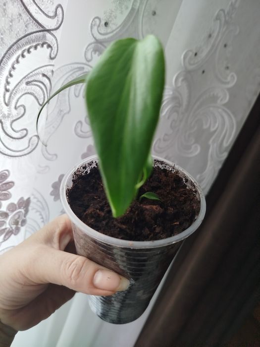 monstero burla Max Акція