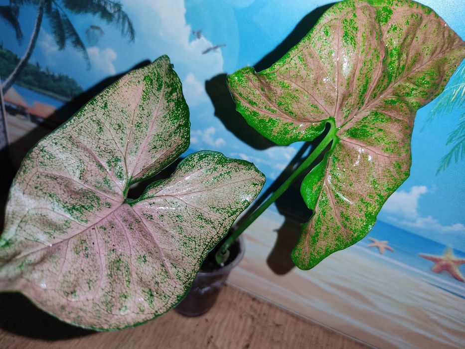 сингониумы  25 сортов, клубничный лед и др