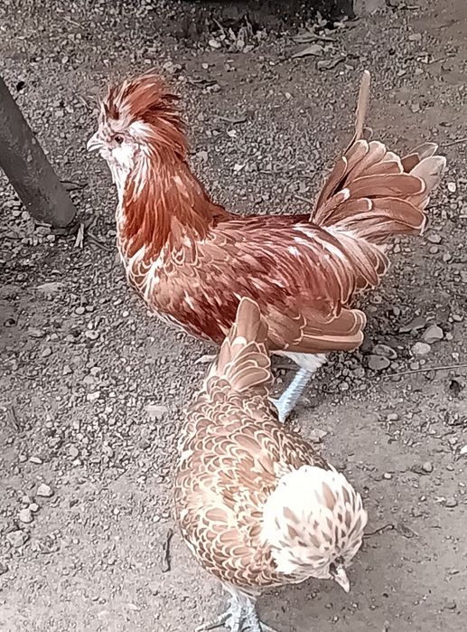 Casal de Paduanas
