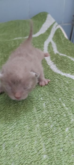 Бурманские котята  (бурма)