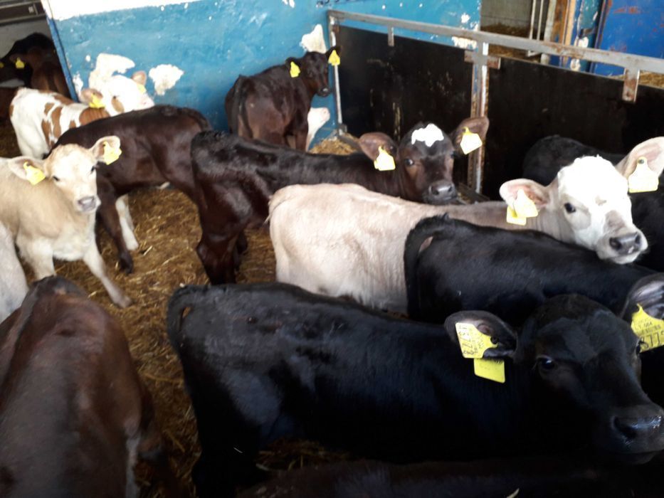 Cielaki Simental, żeruny, na mleko byczki, jałówki 60-200kg