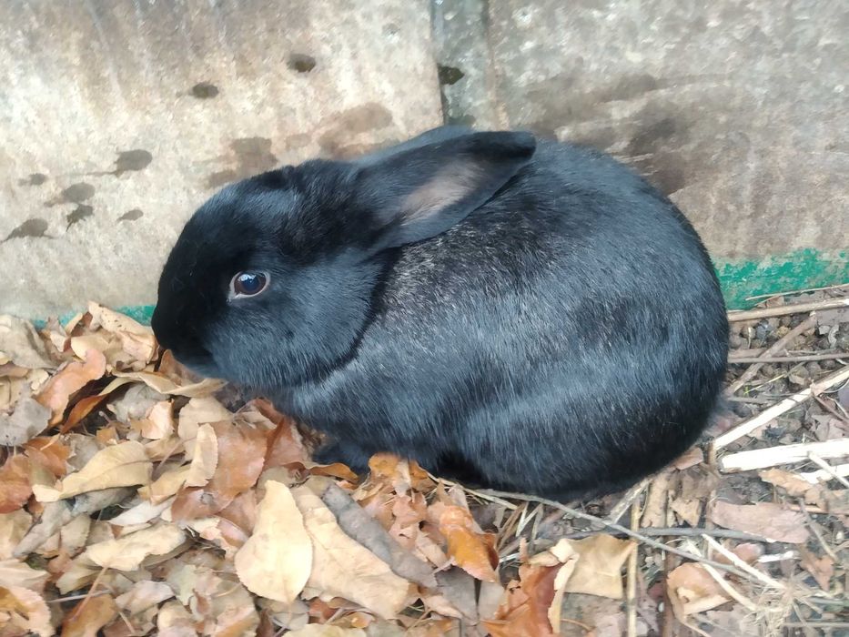 młode samice/ (9 m-cy)