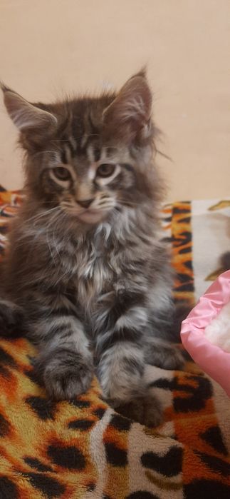 Кошенята Велетні Мейн-кун