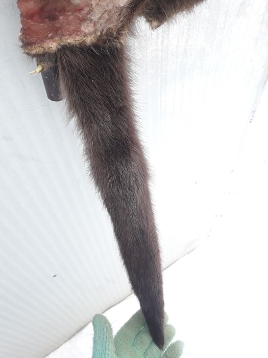 Продаю Шкура Андатры ( Выдры)