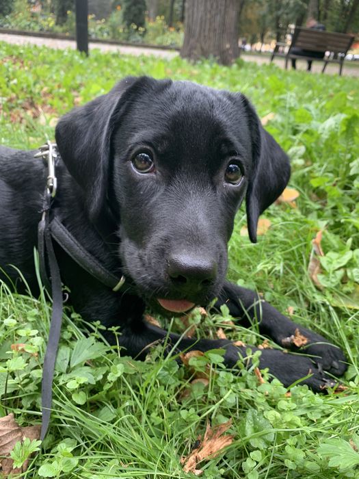 Лабрадор 4 місяці дівчинка «Муза»