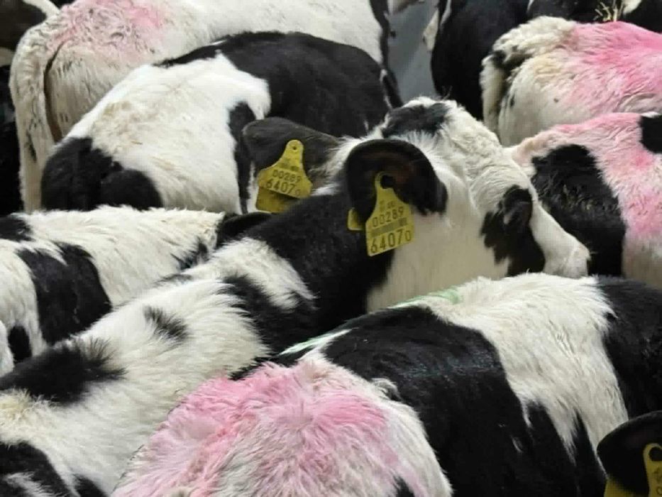 Sprzedam byczki mieszance