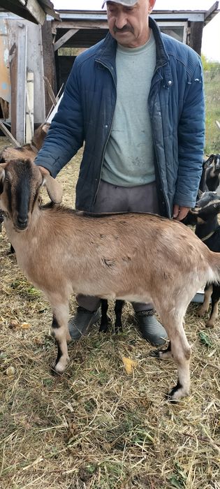 Продам Альпонубийскую козу