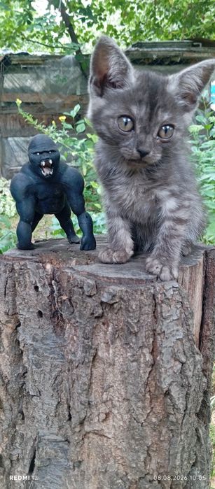 Котик скоттіш страйт